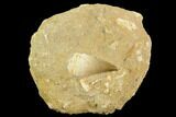 Mosasaur (Prognathodon) Tooth In Rock - Morocco #127666-1